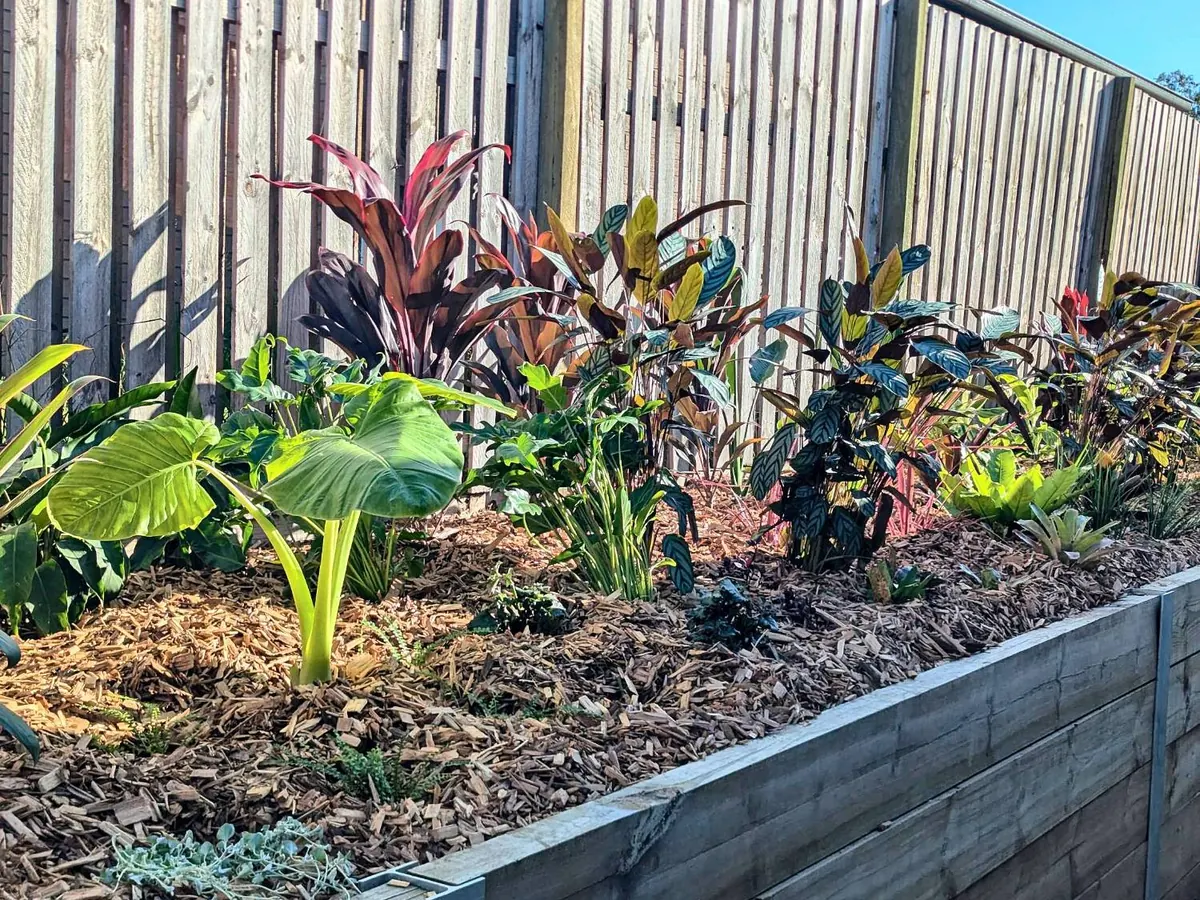 Tropical garden bed with cordylines and elephant ears behind a timber sleeper retaining wall